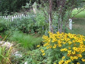 Rain Garden with Native Michigan Natural Plants, Trees and Flowers