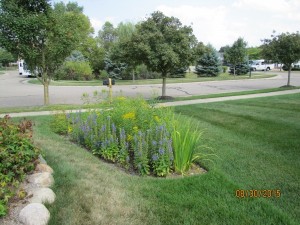 Rain Garden Next to Sidewalk with Natural Michigan Native Plants