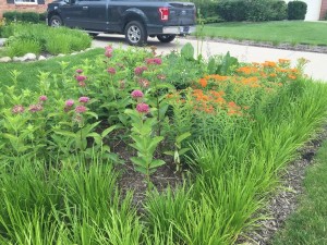 Rain garden in lawn extension