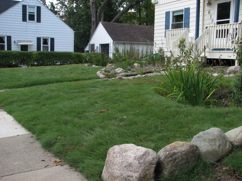 Buffalo Grass Lawn