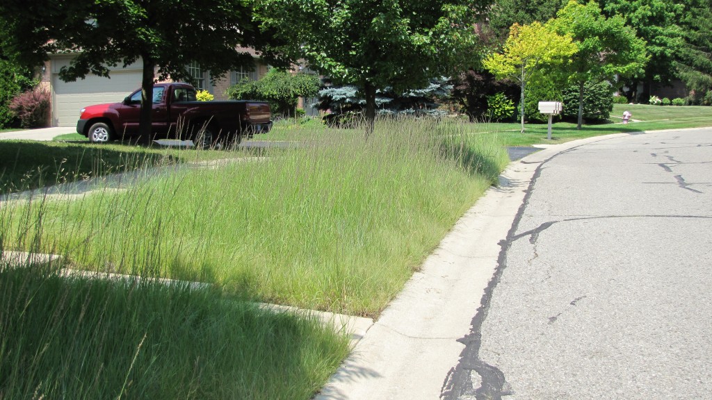 Grass Alternatives in Ann Arbor