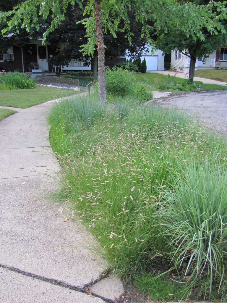 Short Michigan Native Prairie Grasses Lawn Extension next to Road