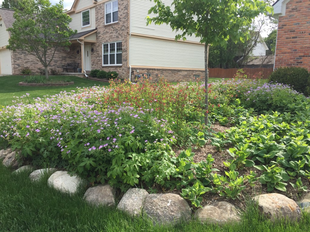 Native Perennial Landscaping Beds