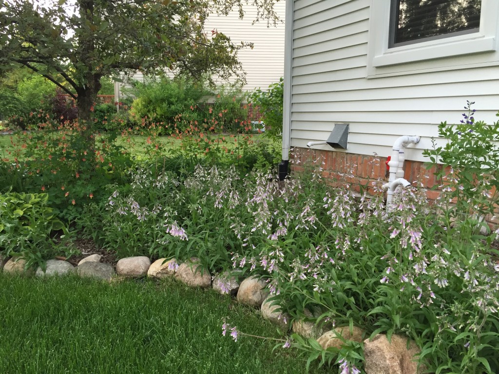 Native Landscaping Plants in Perennial Beds