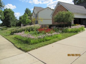 Residential rain garden