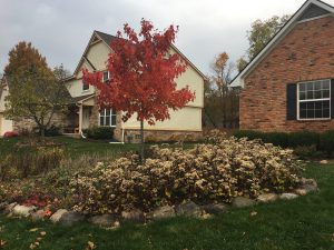 Native perennial landscape design