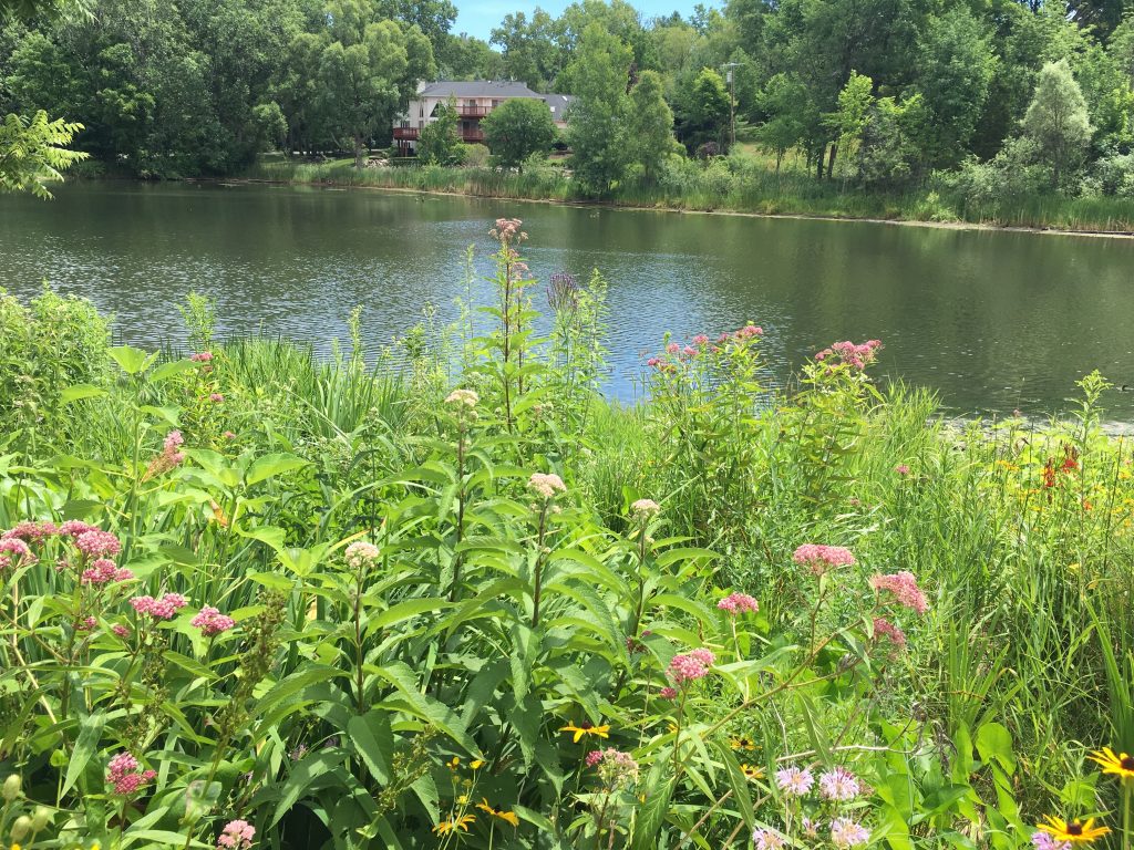 Natural Shoreline in Michigan with Native Plants and River