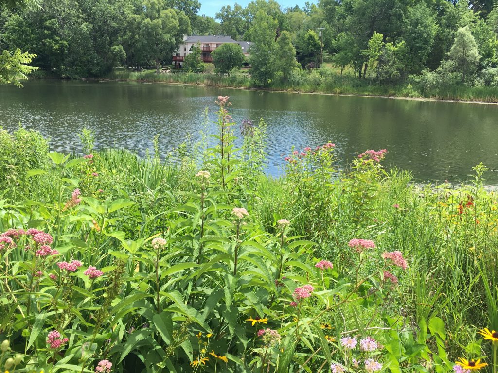 Creating Sustainable Landscapes Natural Shoreline Natural Shoreline in Michigan with Native Plants and River