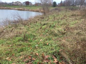 Invasive Flora Removal in Wayne County MI