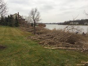 Invasive Species Removal in Wayne County, MI