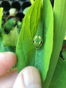 Caterpillar eating leaf