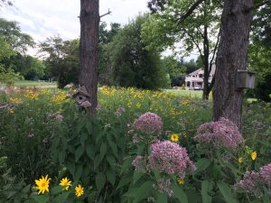 Natural plantings by Creating Sustainable Landscapes