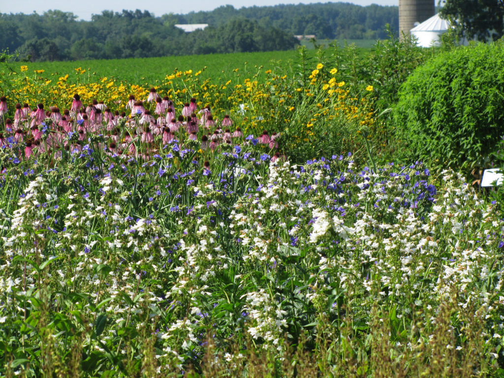 Field with native perennial beds