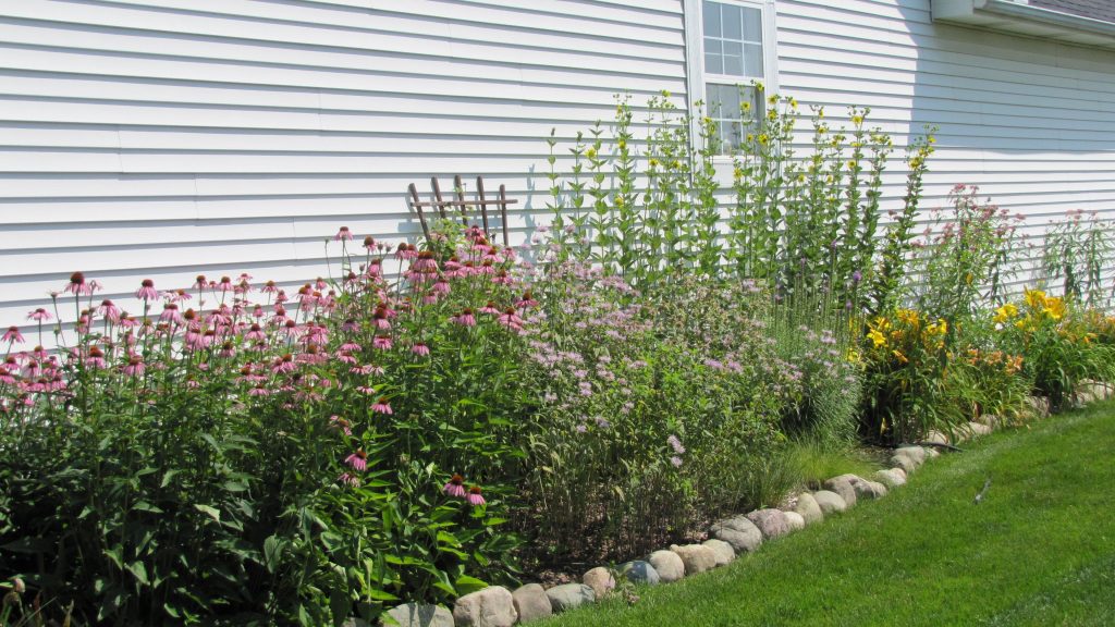 Pink and gold flowering native perennial beds