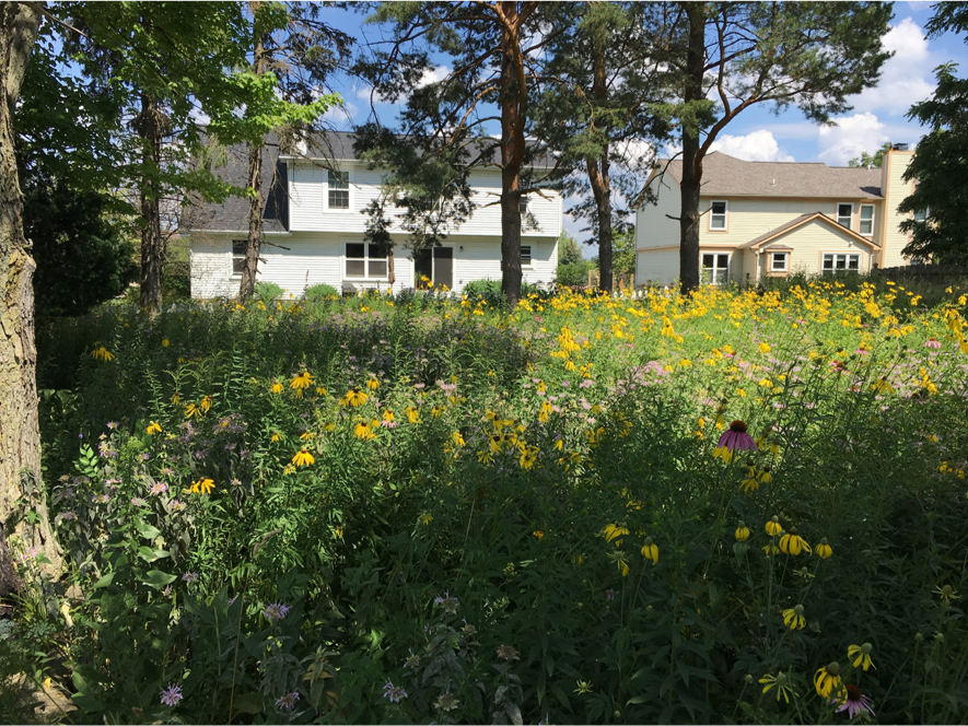 Backyard prairie natural plantings