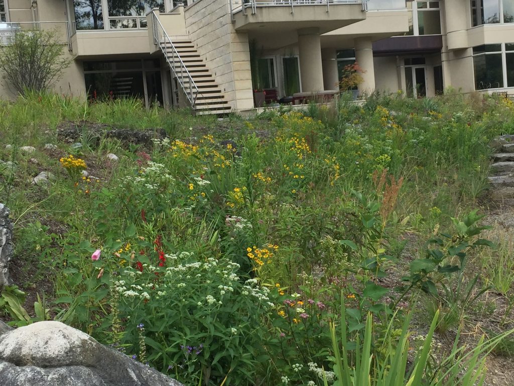 Closeup of natural plantings