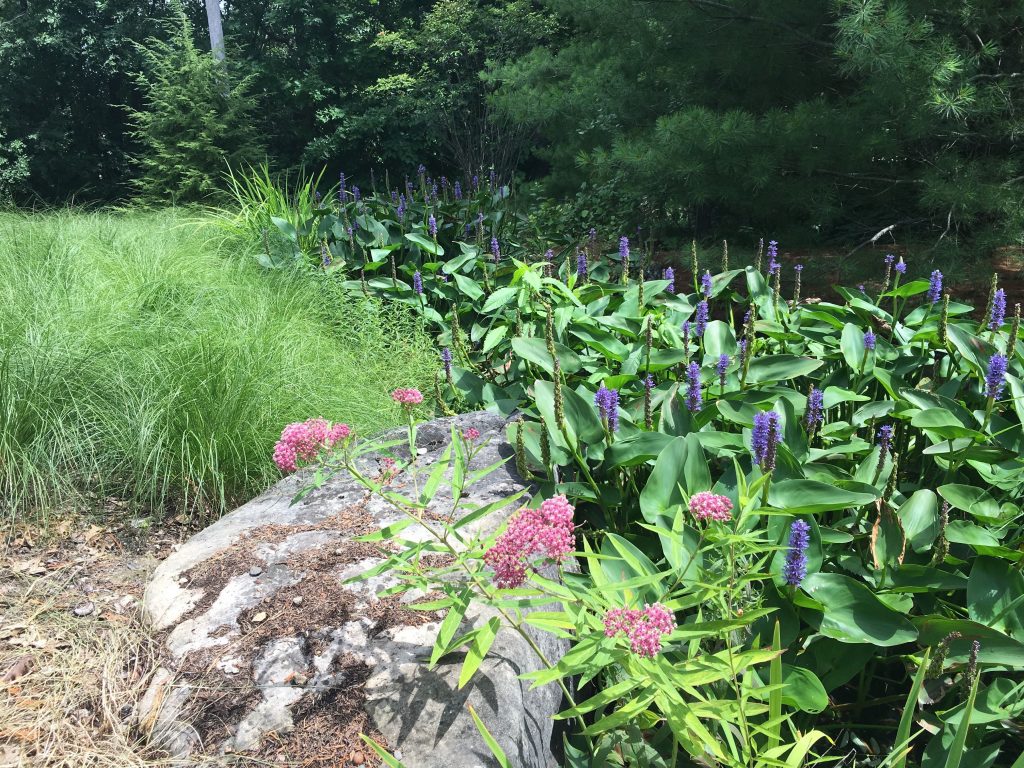 Native perennial beds near woods