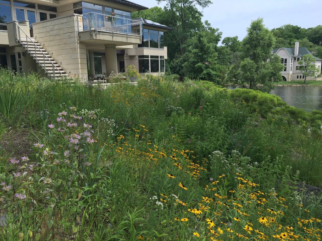 Backyard with natural plantings