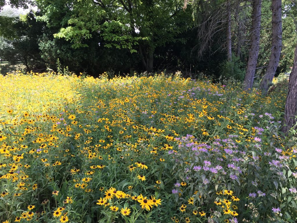 Natural planting of gold and lavender flowers