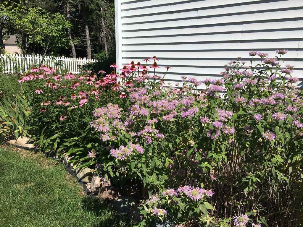 Pink flowering native perennial beds