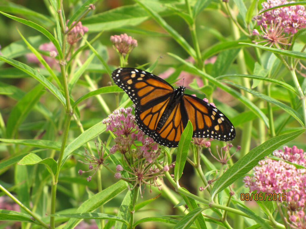 Monarch butterfly